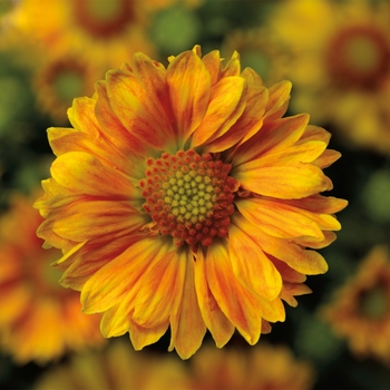 Gaillardia aristata Sunrita® 'Peach'