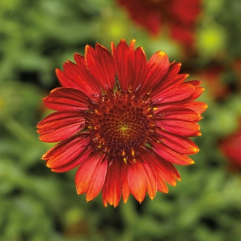 Gaillardia aristata 'Burgundy Imp' 