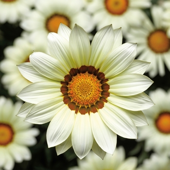 Gazania rigens Big Kiss™ 'White'