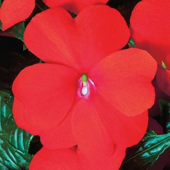 Impatiens hawkeri Sonic® 'Scarlet'