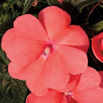 Impatiens hawkeri Sonic® Salmon