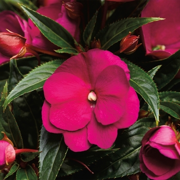 Impatiens hawkeri Sonic® Red