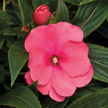 Impatiens hawkeri Sonic® Pink