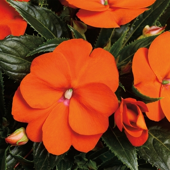 Impatiens hawkeri 'Orange' 