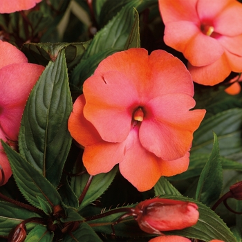 Impatiens hawkeri 'Mango' 