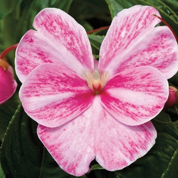 Impatiens hawkeri 'Magic Pink' 