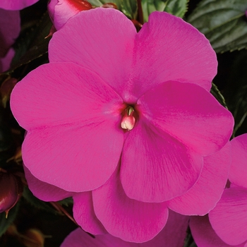 Impatiens hawkeri 'Lilac' 