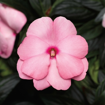 Impatiens hawkeri Sonic® 'Light Pink'