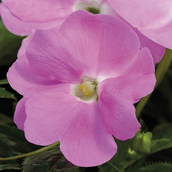 Impatiens hawkeri 'Light Lavender' 