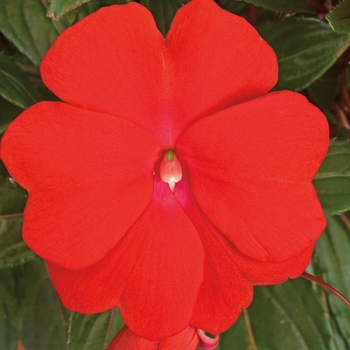 Impatiens hawkeri 'Deep Red' 