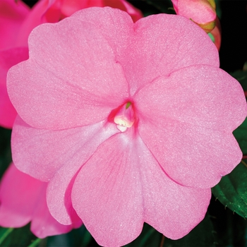 Impatiens hawkeri 'Bright Pink' 