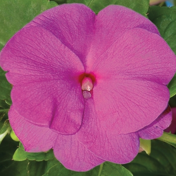 Impatiens hawkeri Sonic® Amethyst