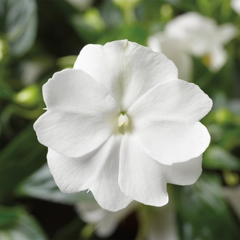 Impatiens hawkeri 'White' 