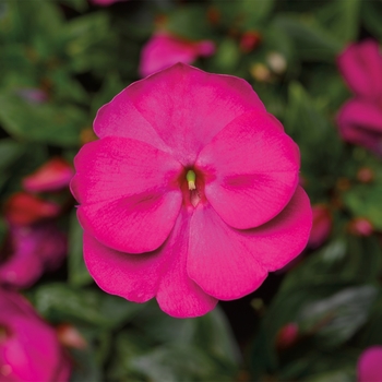 Impatiens hawkeri 'Violet' 