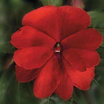 Impatiens hawkeri Florific® 'Red'