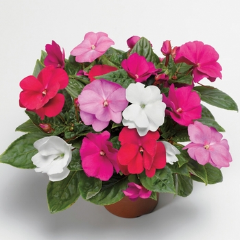 Impatiens hawkeri 'Mix' 