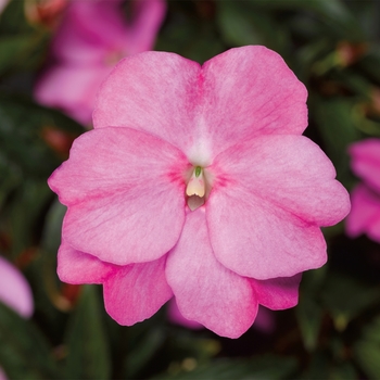 Impatiens hawkeri 'Lavender' 