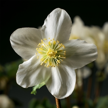 Helleborus niger 'Christmas Carol™' 