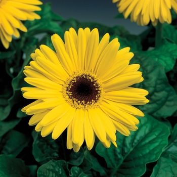 Gerbera jamesonii Jaguar™ Yellow Dark Center