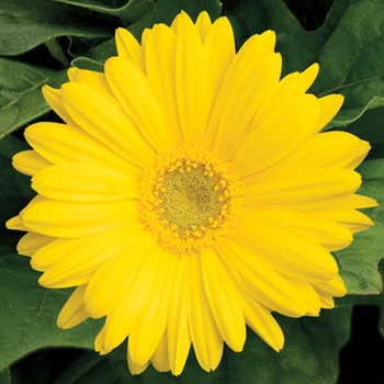 Gerbera jamesonii Jaguar™ Yellow