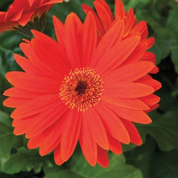 Gerbera jamesonii Jaguar™ 'Tangerine Dark Center'