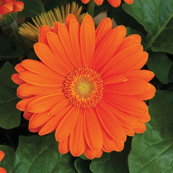 Gerbera jamesonii