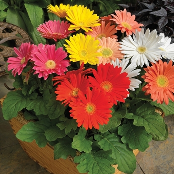 Gerbera jamesonii