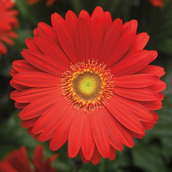 Gerbera jamesonii 'Scarlet' 