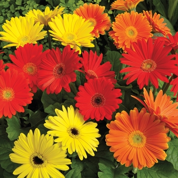 Gerbera jamesonii Jaguar™ Salsa Mix