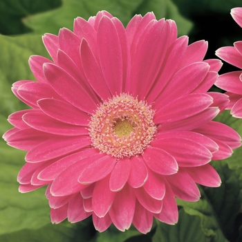 Gerbera jamesonii Jaguar™ Rose Picotee