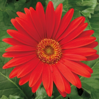 Gerbera jamesonii Jaguar™ Red