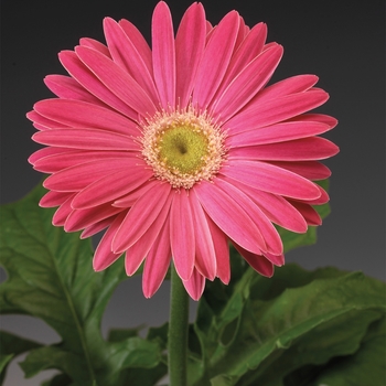 Gerbera jamesonii Jaguar™ Pink