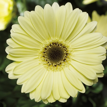 Gerbera jamesonii Jaguar™ 'Lemon Dark Center'