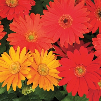 Gerbera jamesonii