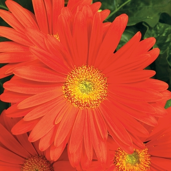 Gerbera jamesonii Jaguar™ Deep Orange