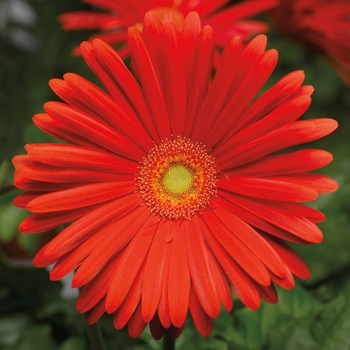 Gerbera jamesonii 'Elephant™ Scarlet' 