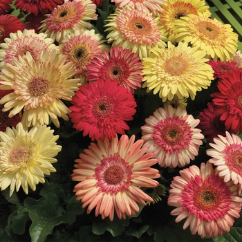 Gerbera jamesonii Cartwheel™ 'Strawberry Twist'