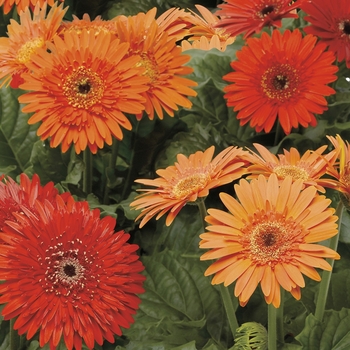 Gerbera jamesonii Cartwheel™ 'Glowing Ember'