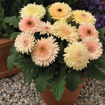 Gerbera jamesonii Cartwheel™ 'Chardonnay'