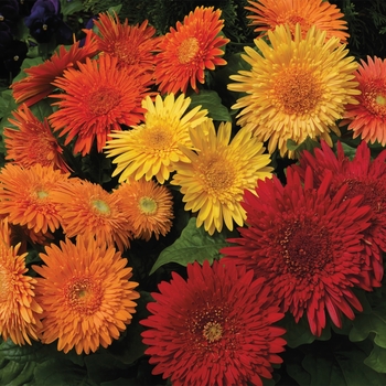 Gerbera jamesonii Cartwheel™ 'Autumn Colors'