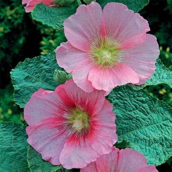 Alcea rosea 'Radiant Rose' 