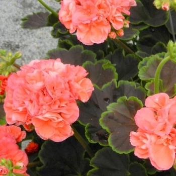 Pelargonium 'Brocade Salmon Night' 