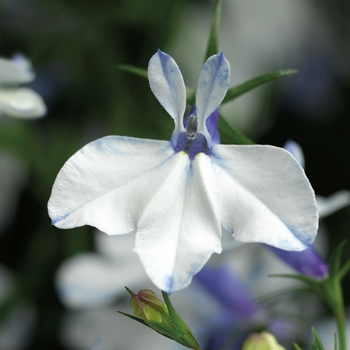 Lobelia erinus 'Heat Upright Delft Blue' 