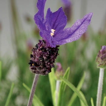 Lavandula stoechas 'Violet' 