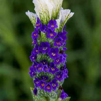 Lavandula stoechas 'White' 