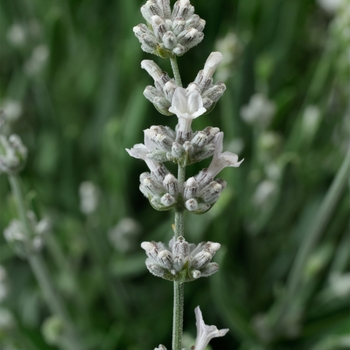 Lavandula angustifolia 'Silver' 