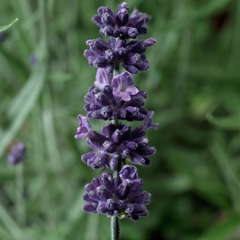 Lavandula angustifolia Sentivia™ 'Early Blue'