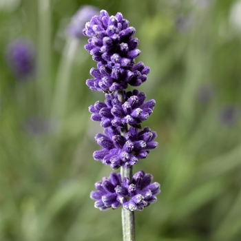 Lavandula angustifolia 'Blue' 