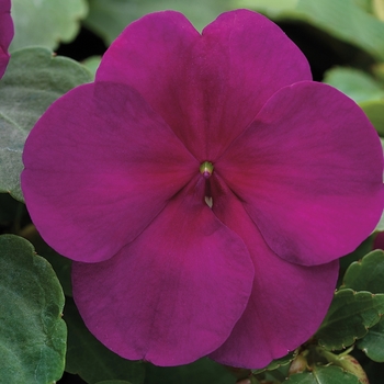 Impatiens walleriana 'Violet' 