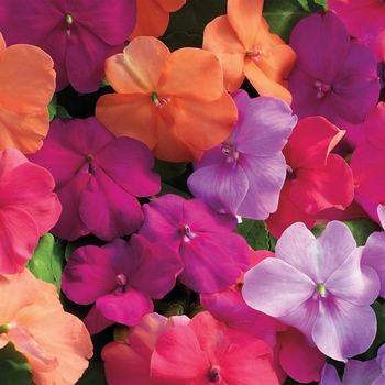 Impatiens walleriana 'Utopia Mix' 